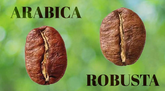 Arabica and Robusta Coffees: What's the difference?