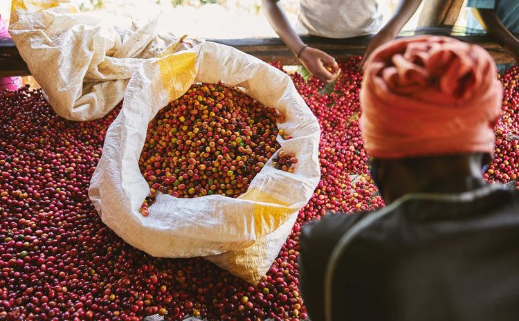 coffee cherries at african washing station